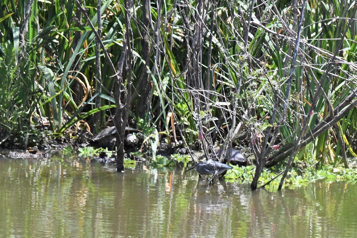 Striated Heron - ML501097251