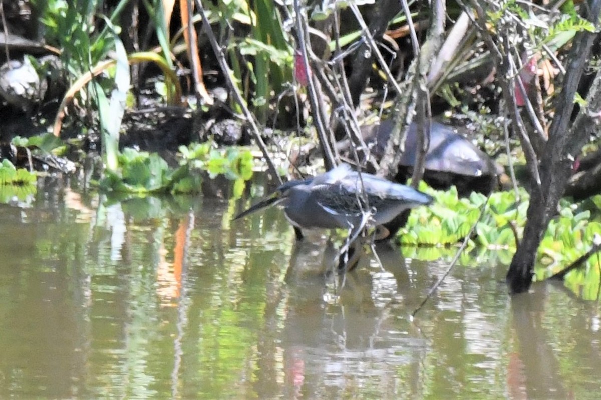 Striated Heron - ML501097261