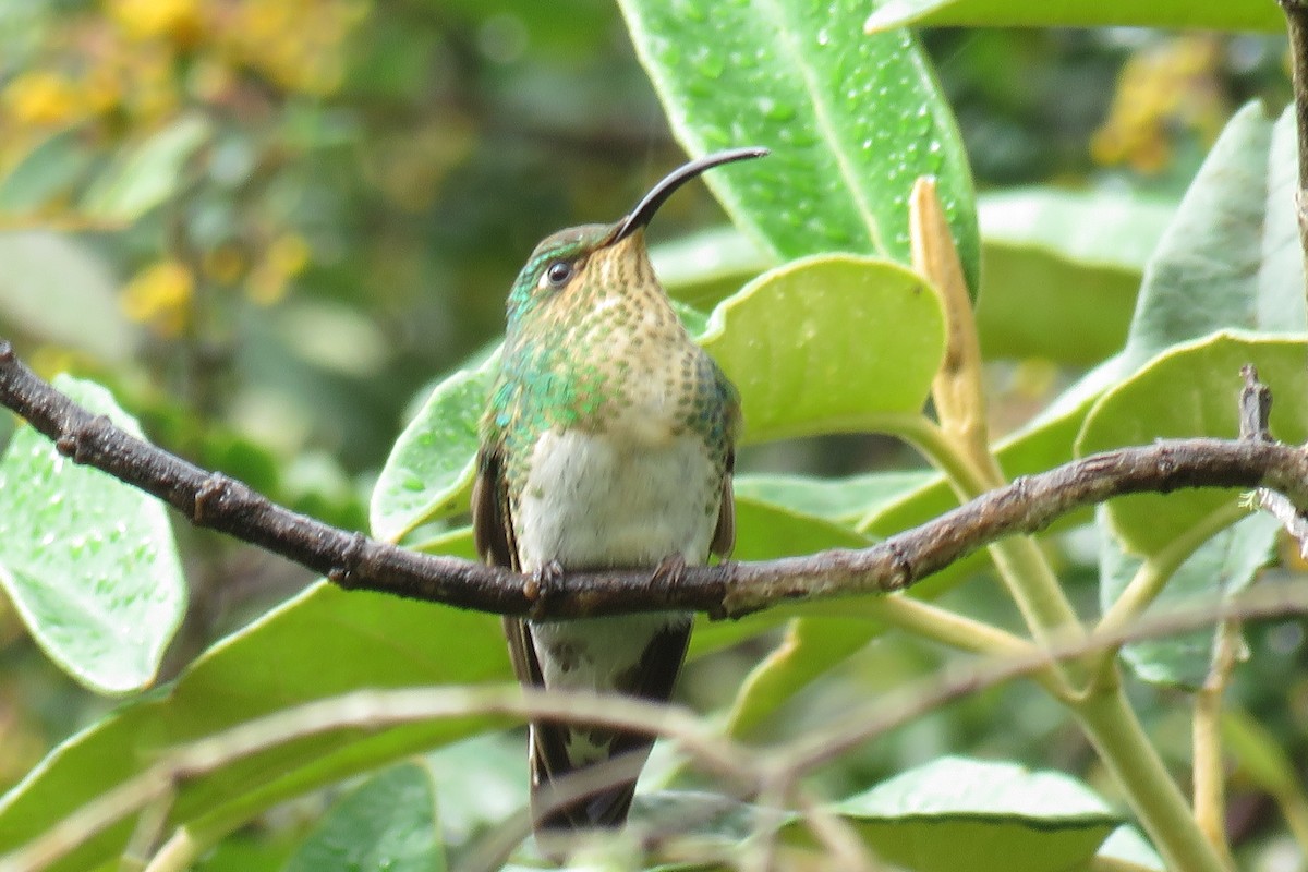 kolibřík aksamitový - ML50109761