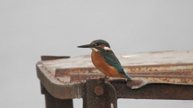 Common Kingfisher - ML501098481