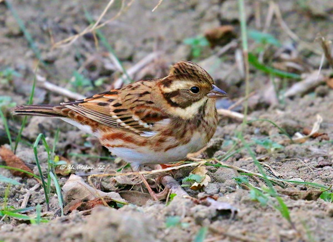 Rustic Bunting - ML501099651