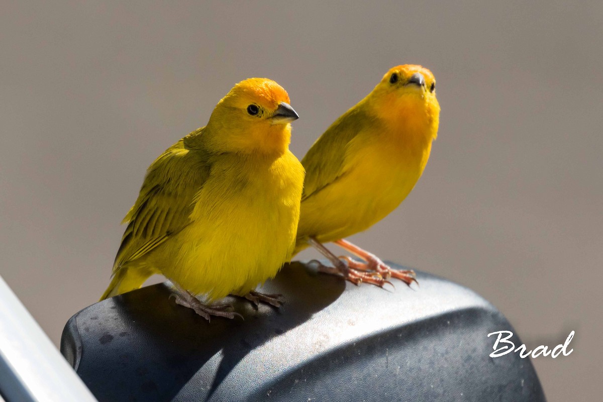 Saffron Finch - ML50110041