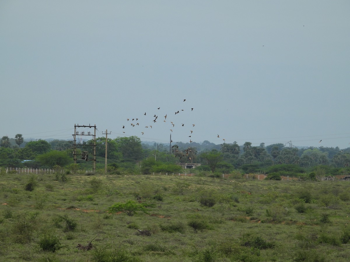 Chestnut-bellied Sandgrouse - ML501100471