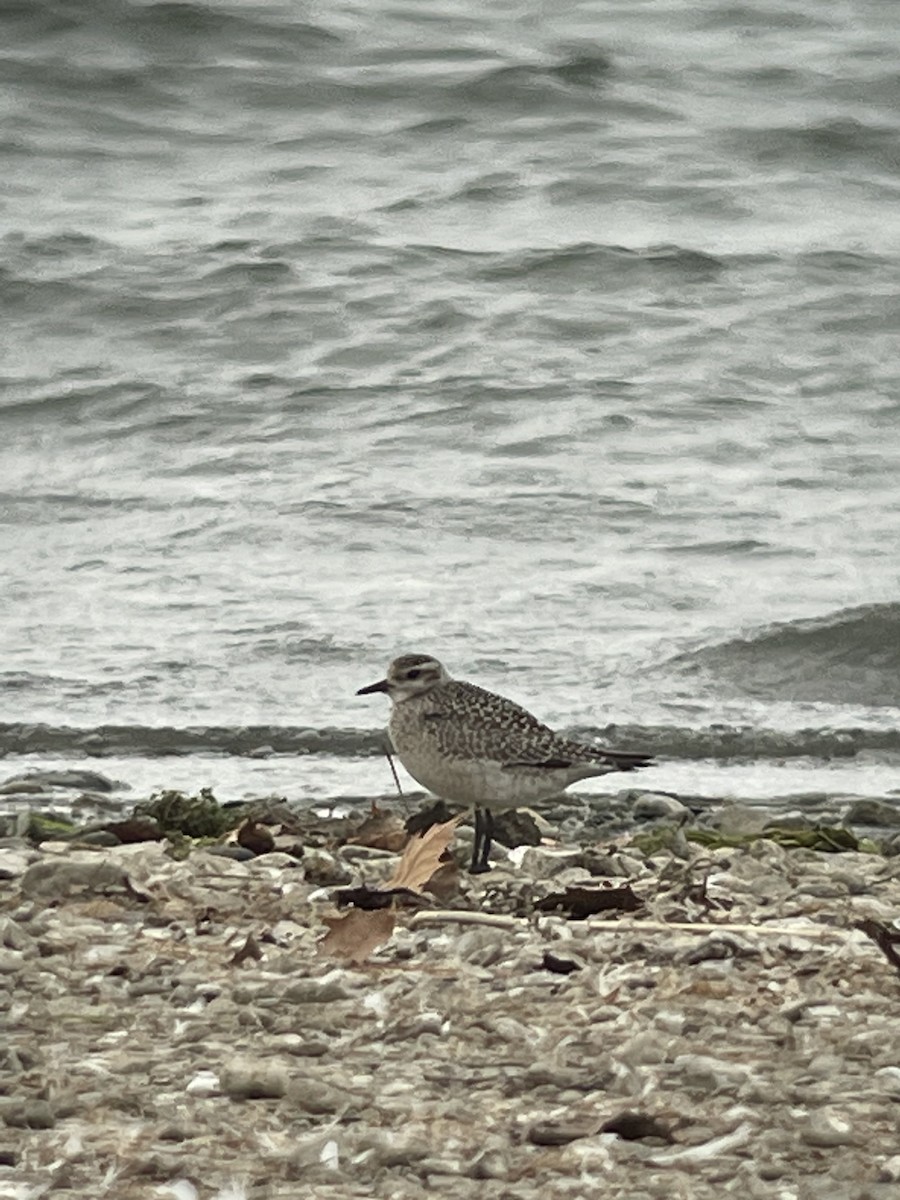 American Golden-Plover - ML501101091