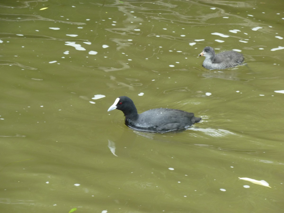 オオバン - ML501101881