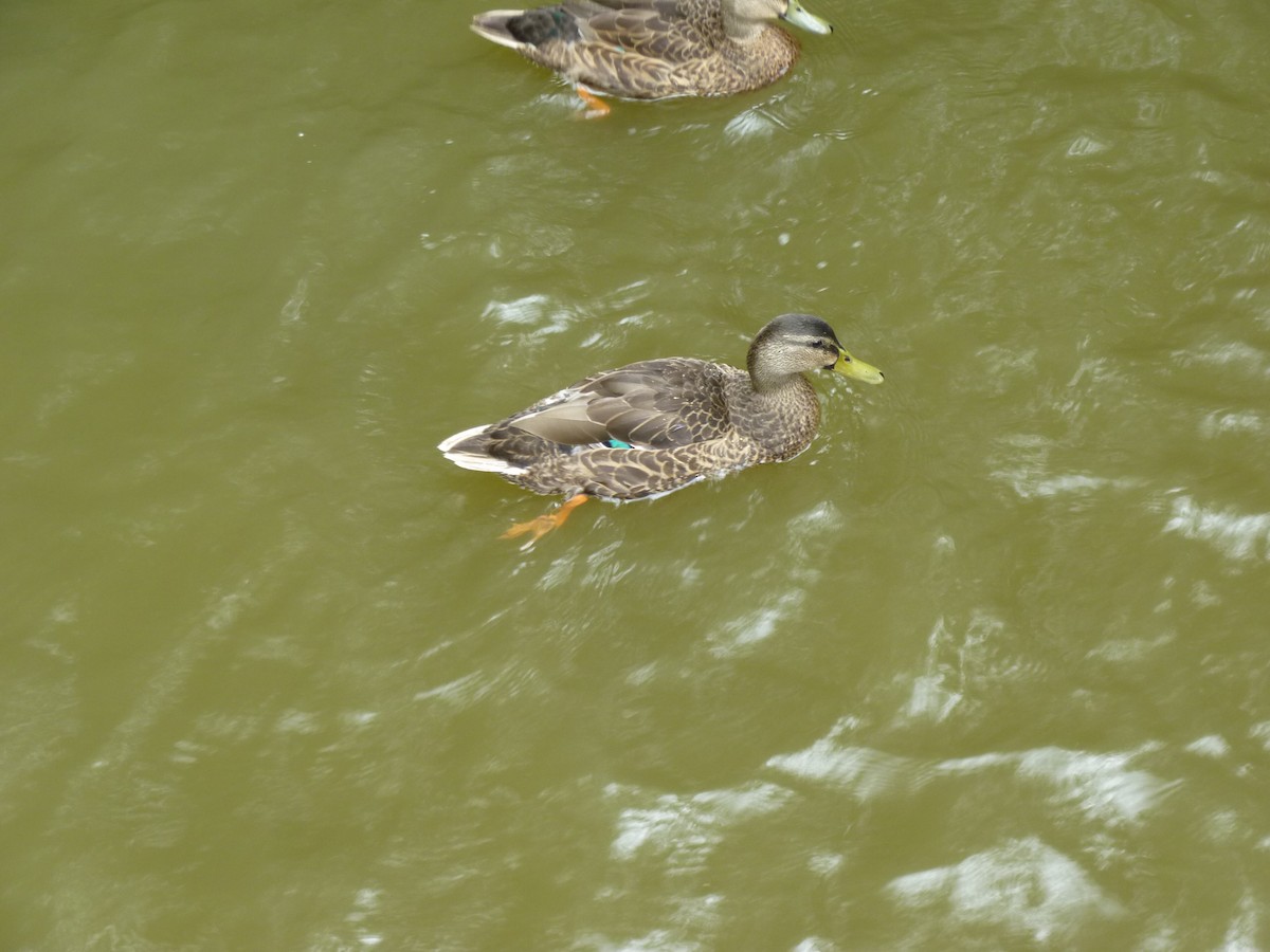 マガモ - ML501101951