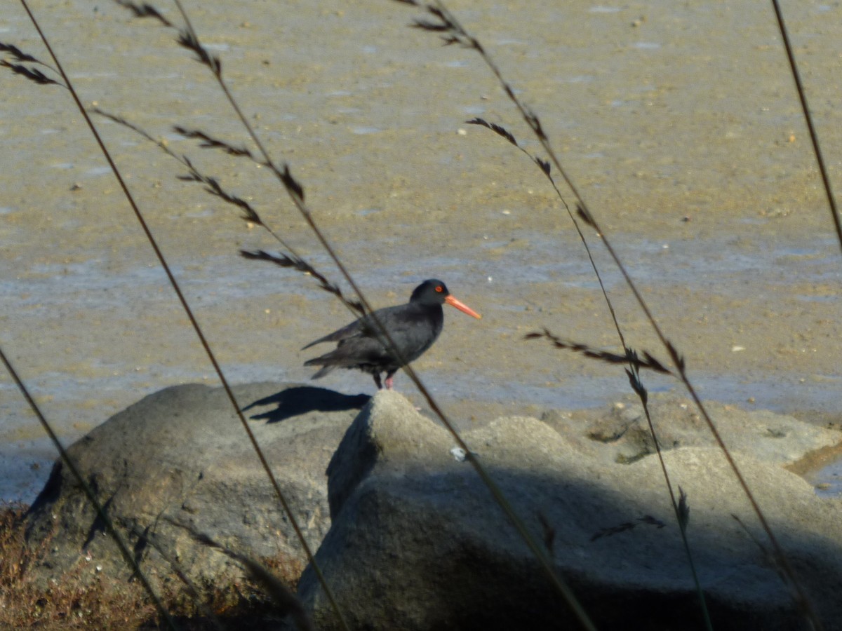 ニュージーランドミヤコドリ - ML501102051