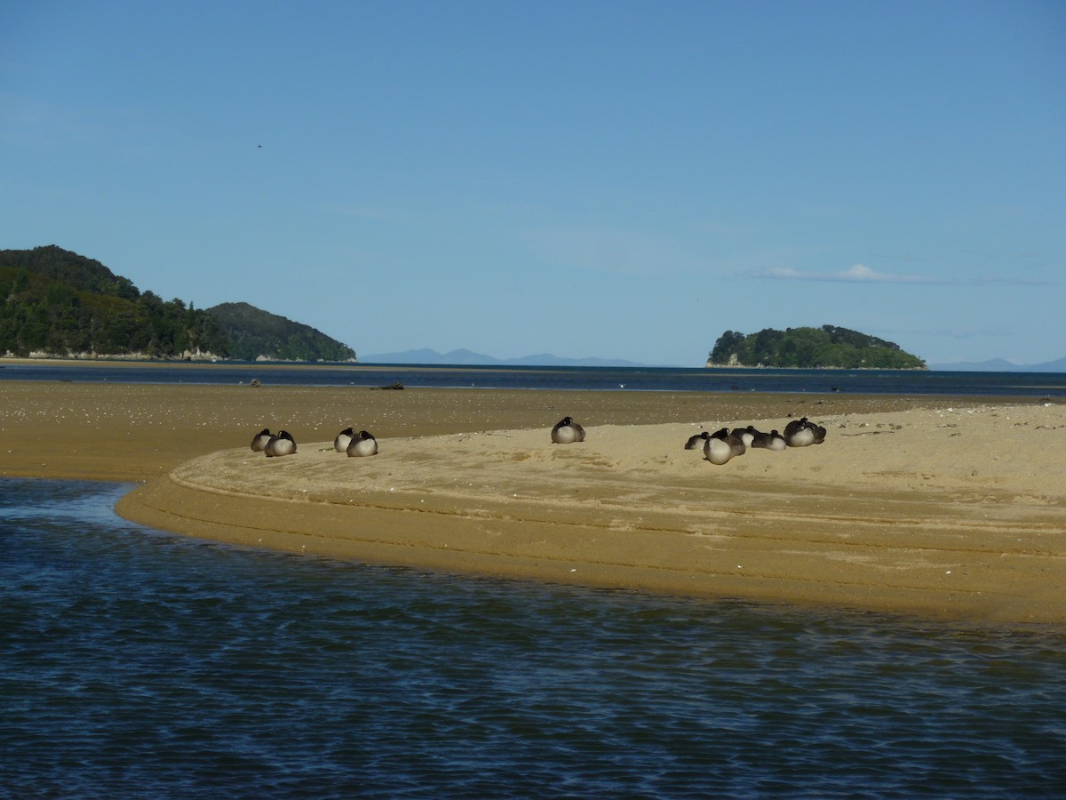 カナダガン - ML501102151