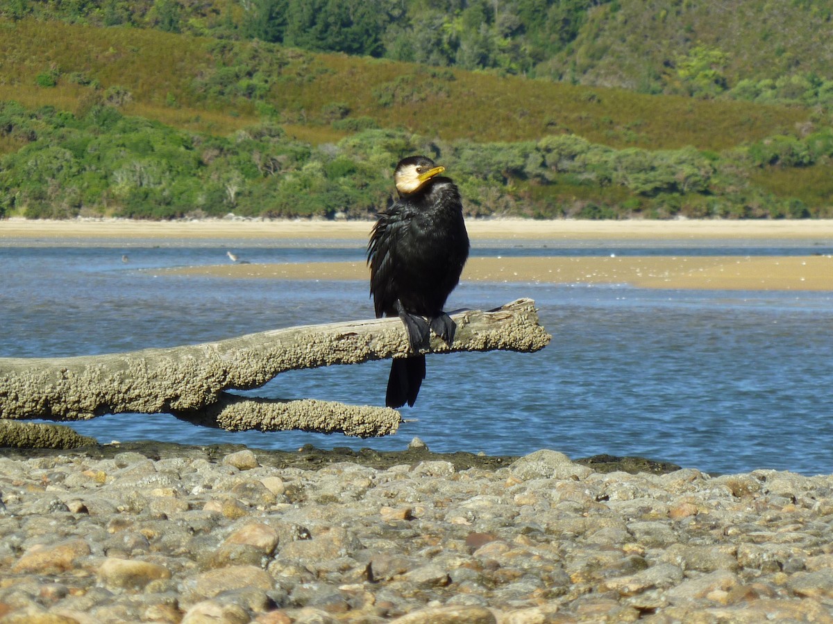 シロハラコビトウ - ML501102211