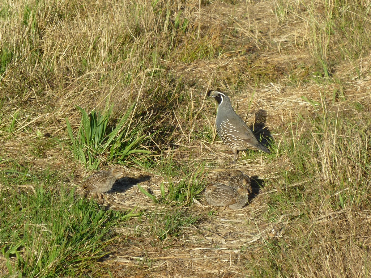カンムリウズラ - ML501102231