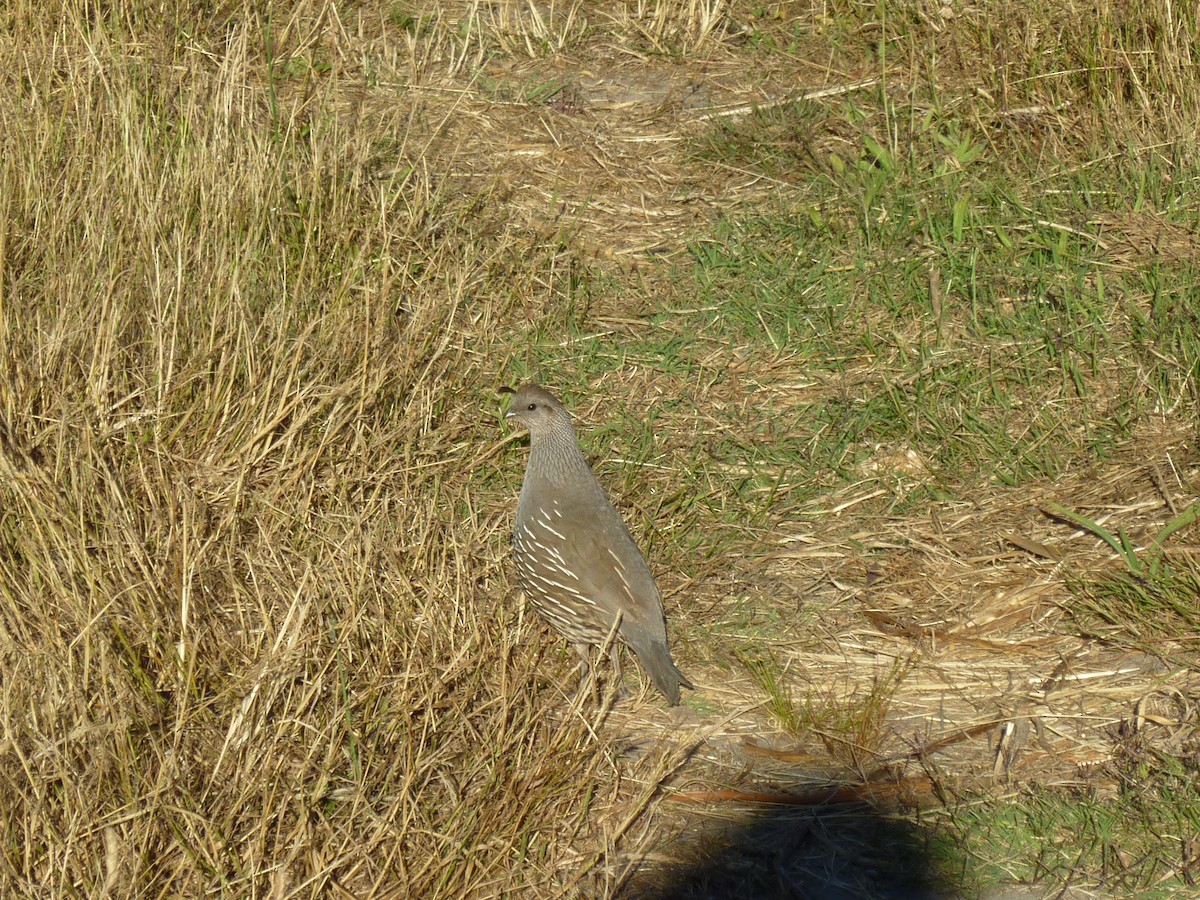 カンムリウズラ - ML501102271