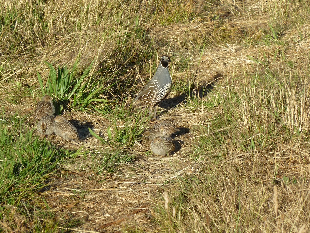 カンムリウズラ - ML501102281
