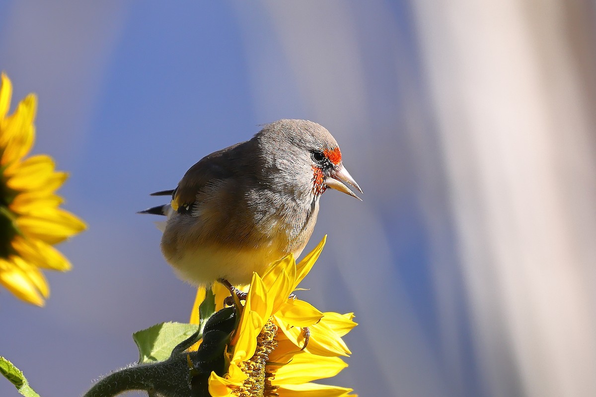 European Goldfinch - ML501102561