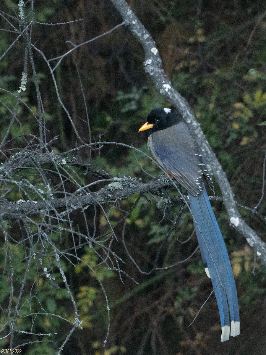 Yellow-billed Blue-Magpie - T I