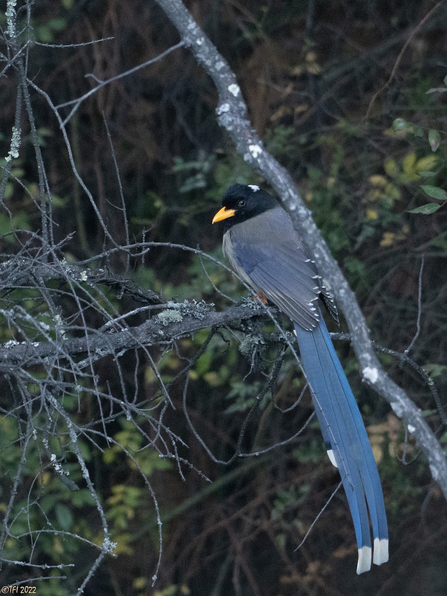 Yellow-billed Blue-Magpie - T I