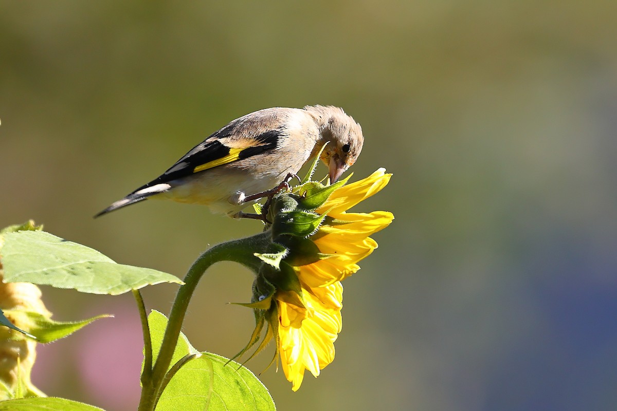 European Goldfinch - ML501102601