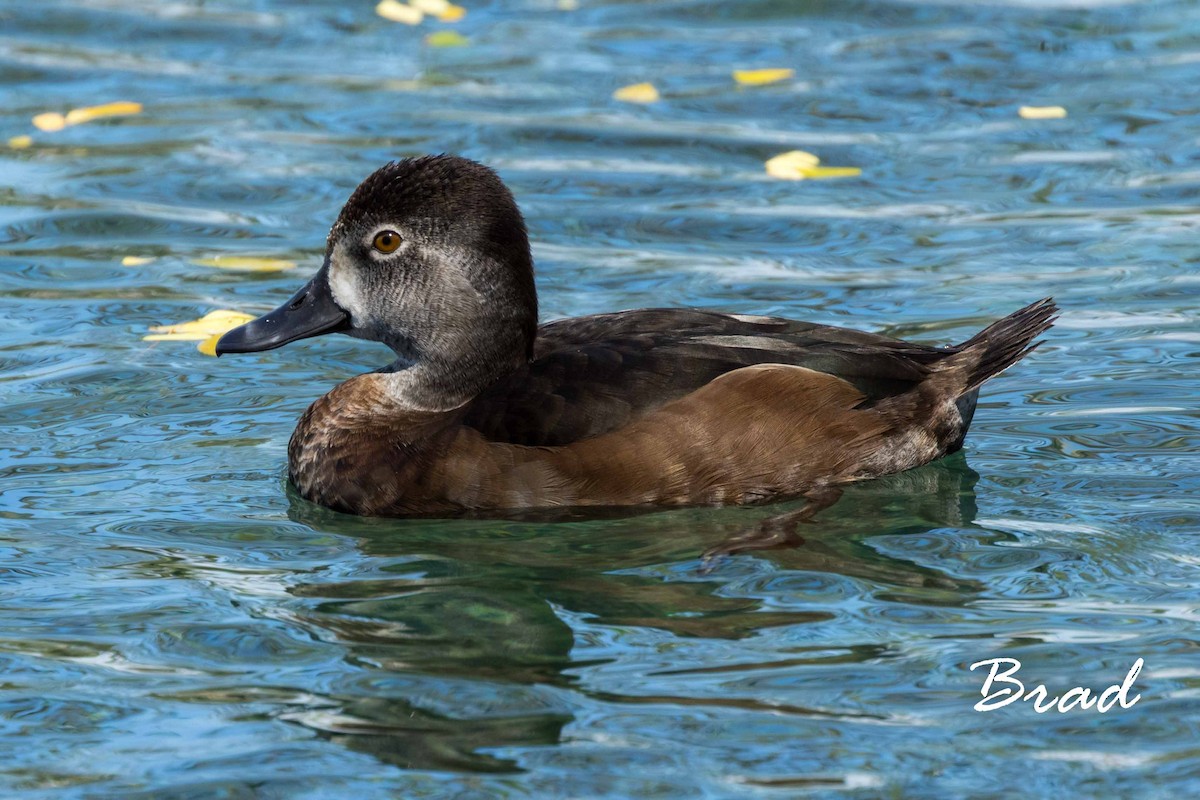 Ring-necked Duck - ML50110401