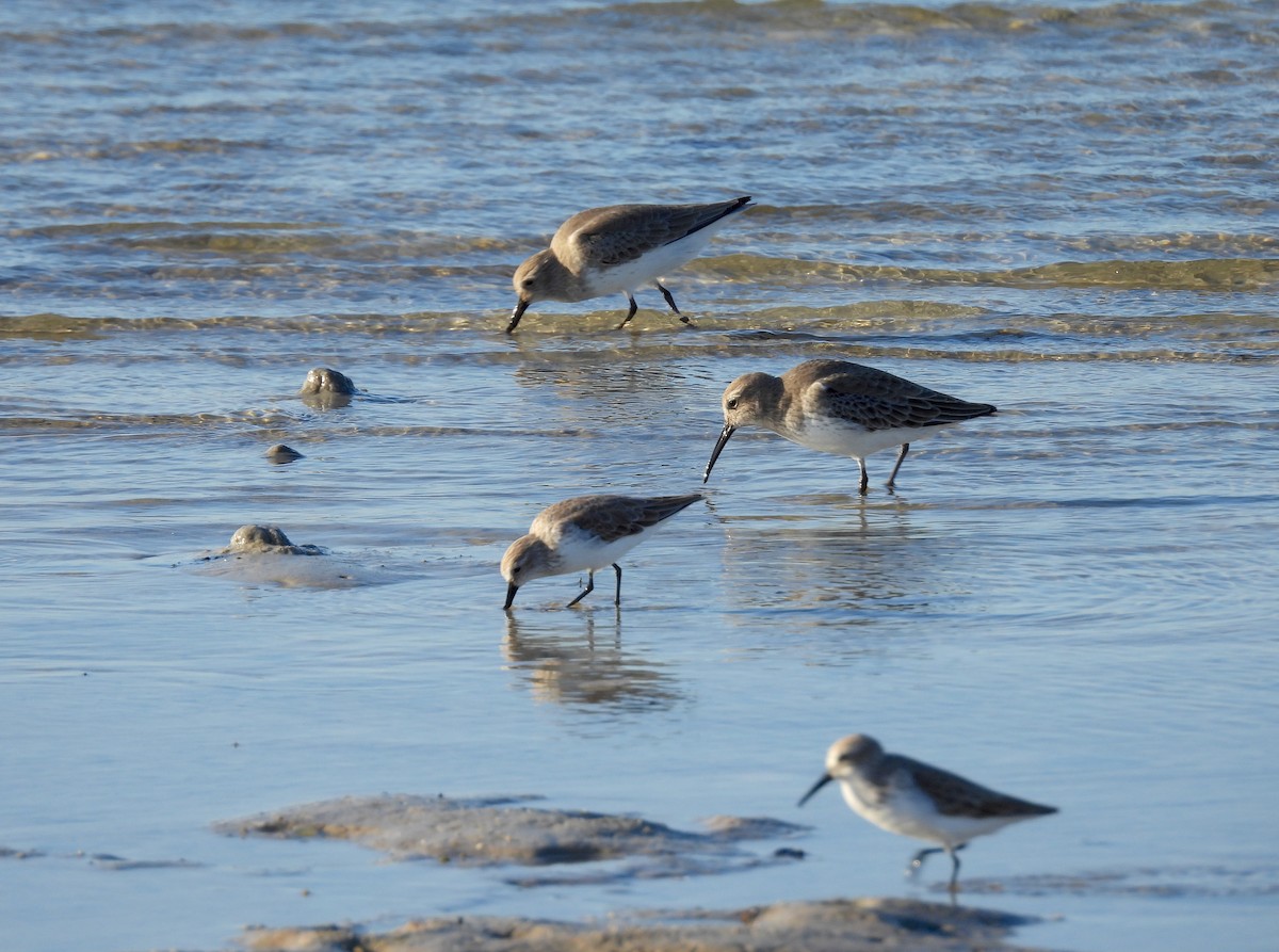 Western Sandpiper - ML501105911