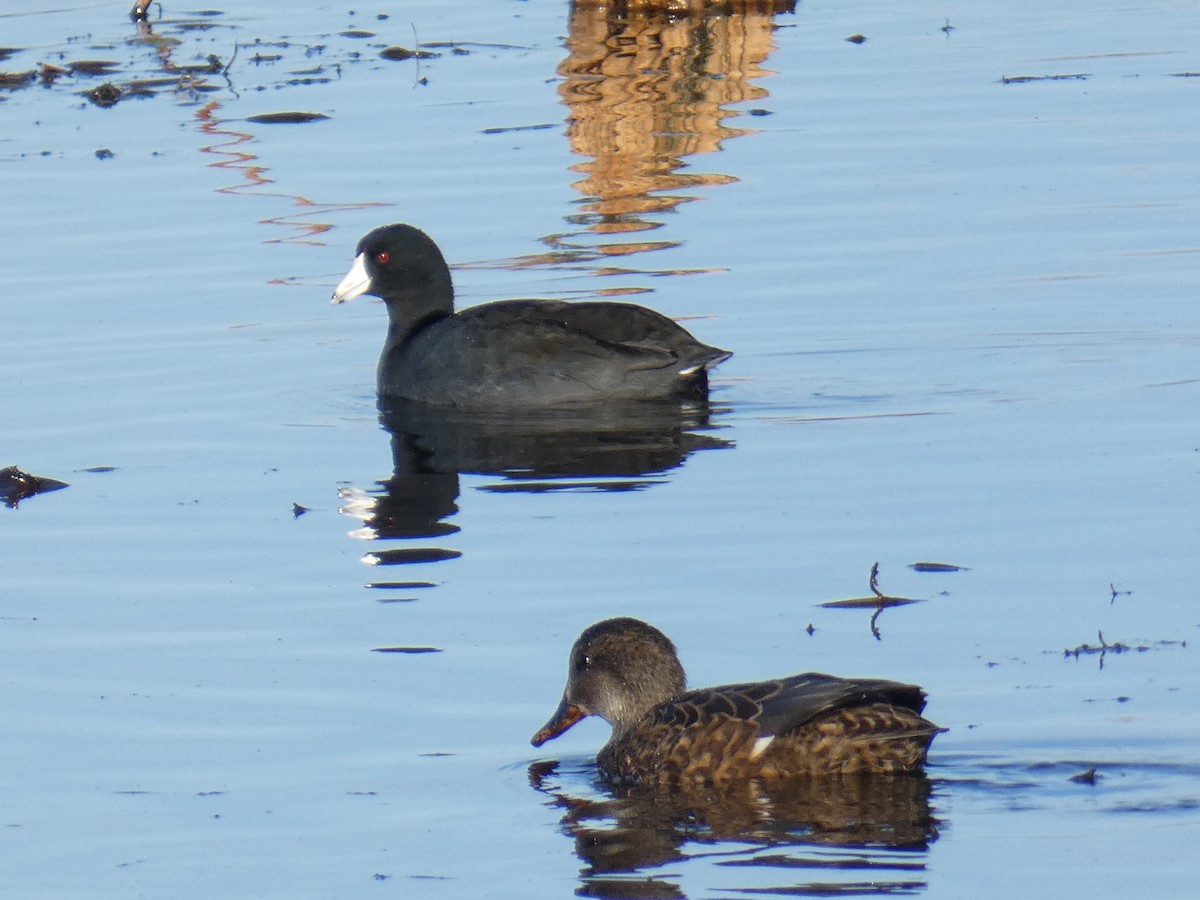 American Coot - ML501106051