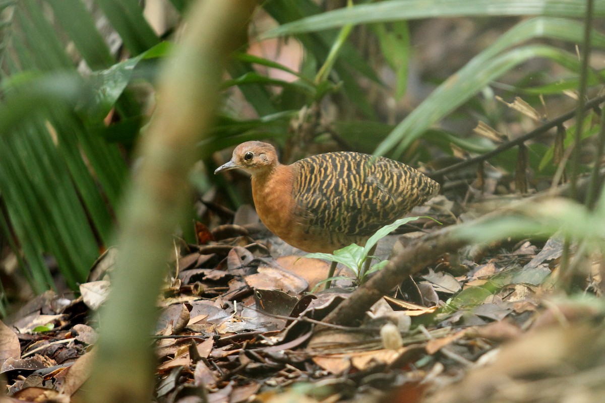 Tinamú Herrumbroso - ML501106821