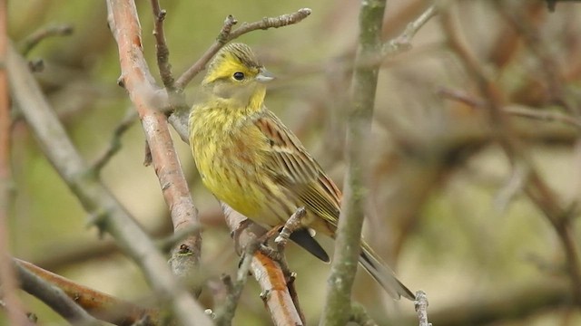 Bruant jaune - ML501107641