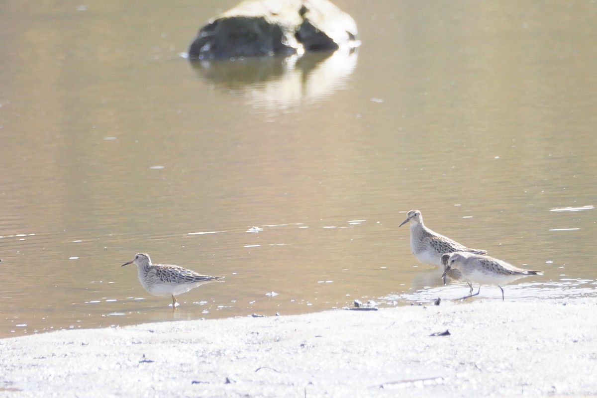 White-rumped Sandpiper - ML501108681