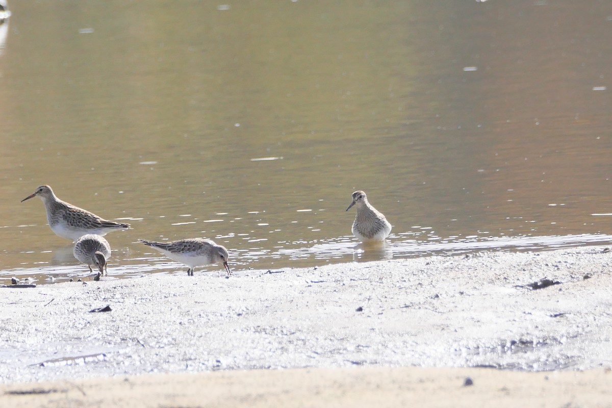 White-rumped Sandpiper - ML501108691