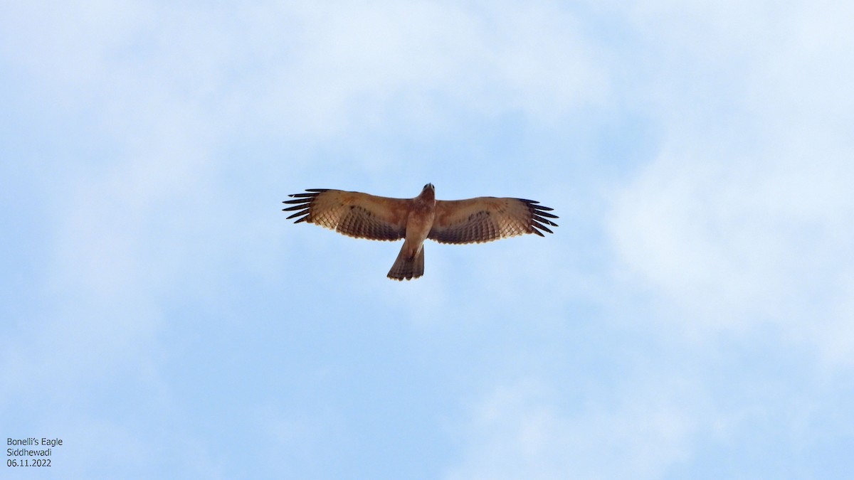 Bonelli's Eagle - Vijay Savadi