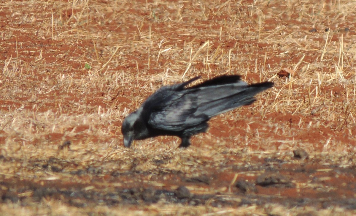 Somali Crow - ML501108941