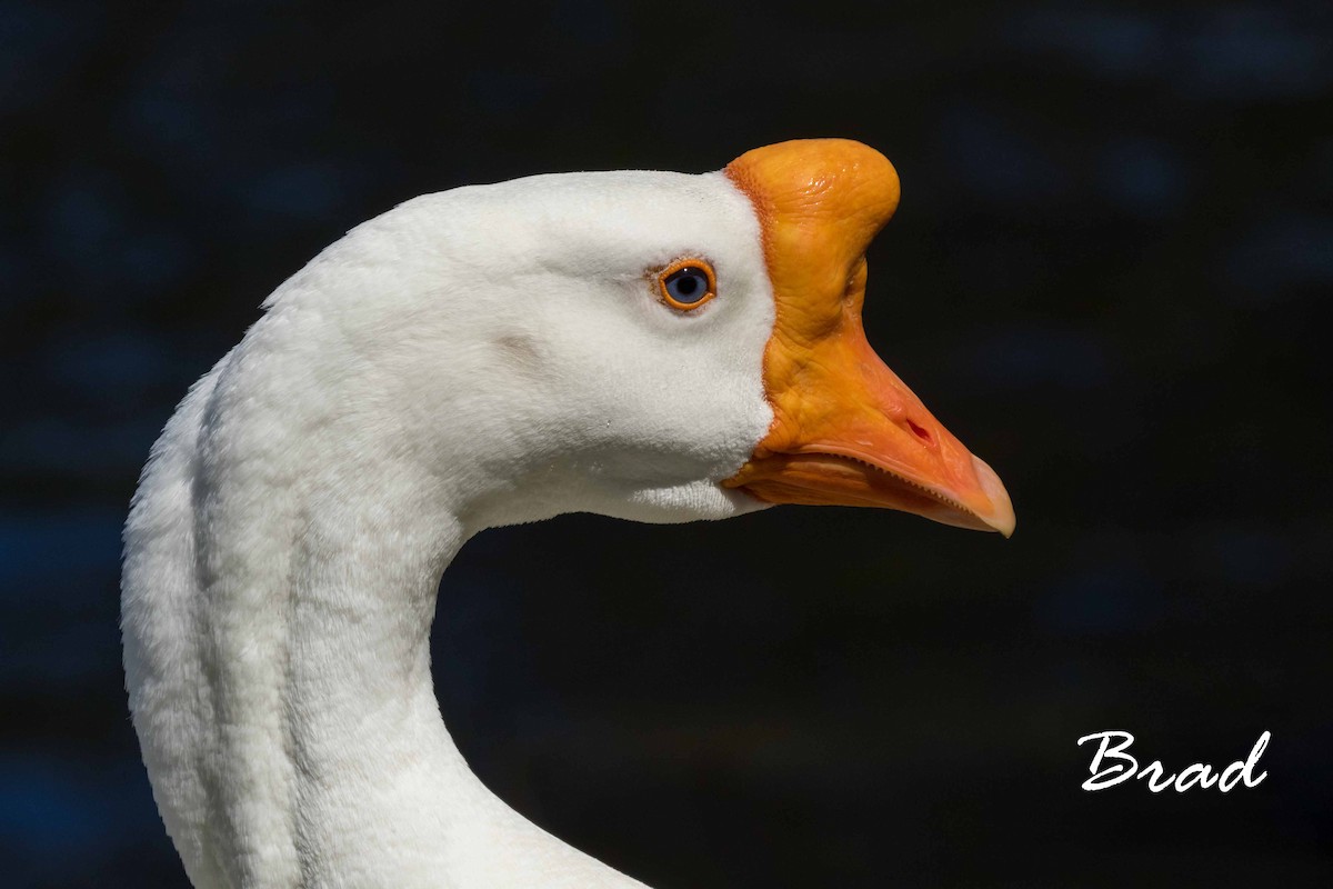 Swan Goose (Domestic type) - ML50110911