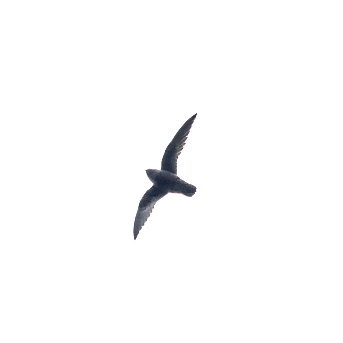 Sooty Swift - ML501109391