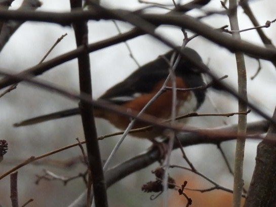 Eastern Towhee - ML501109641