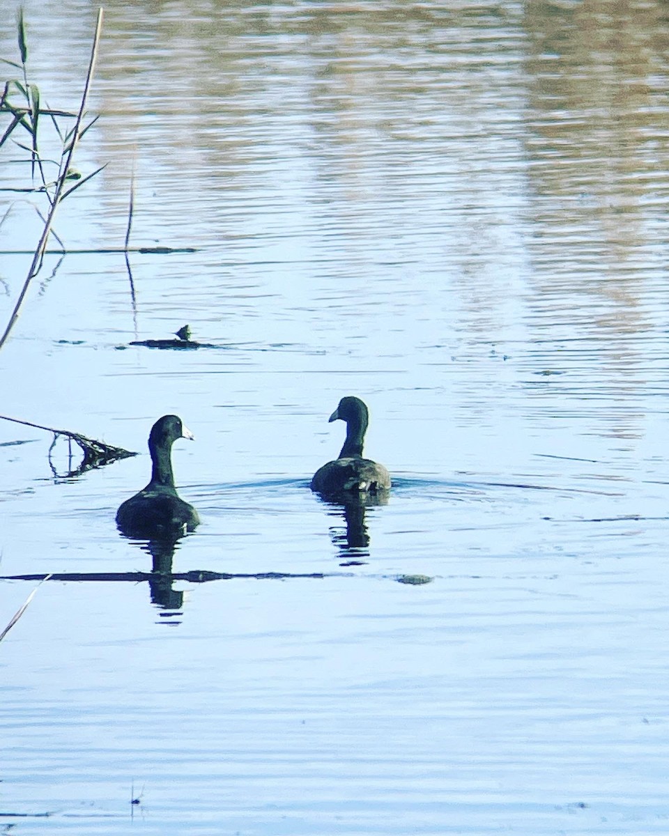 American Coot - Dave Votta