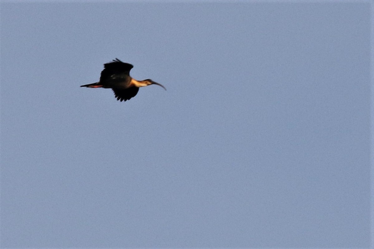 ibis bělokřídlý - ML501111151