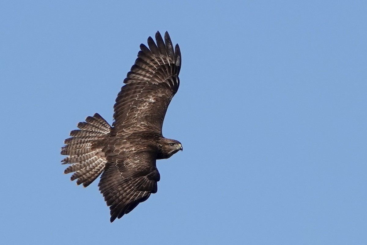 Common Buzzard - ML501111171