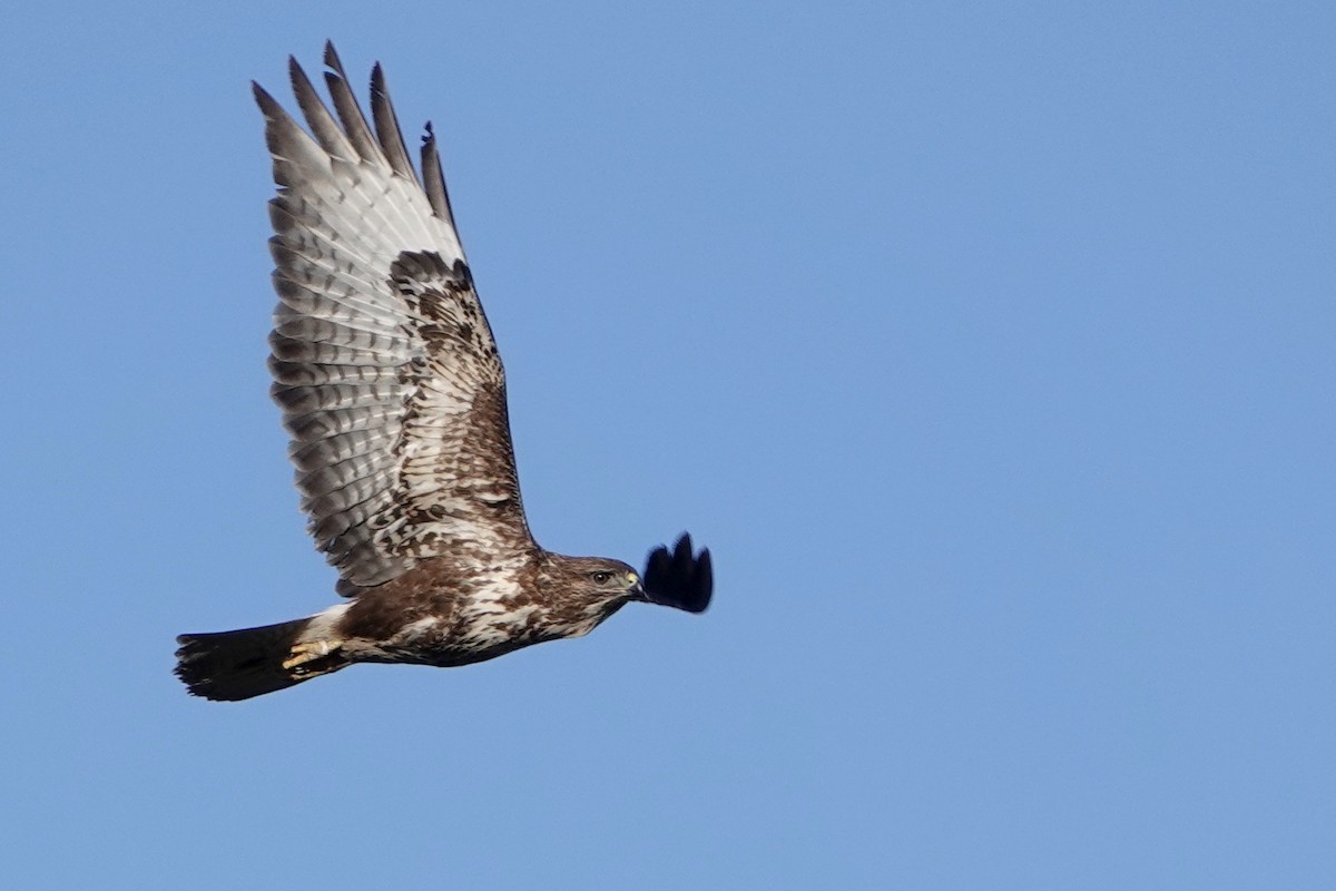 Common Buzzard - ML501111201