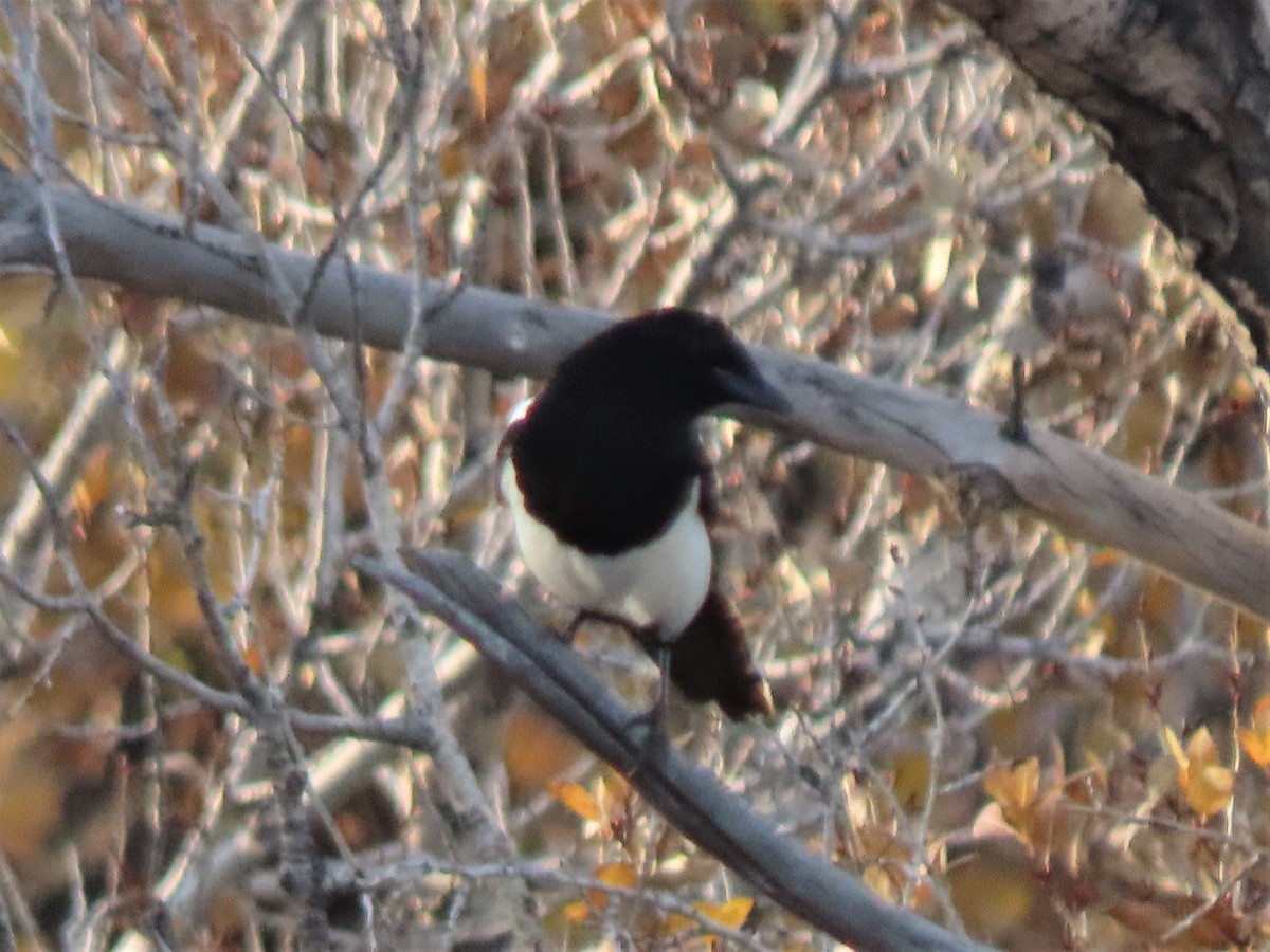 Black-billed Magpie - ML501111561