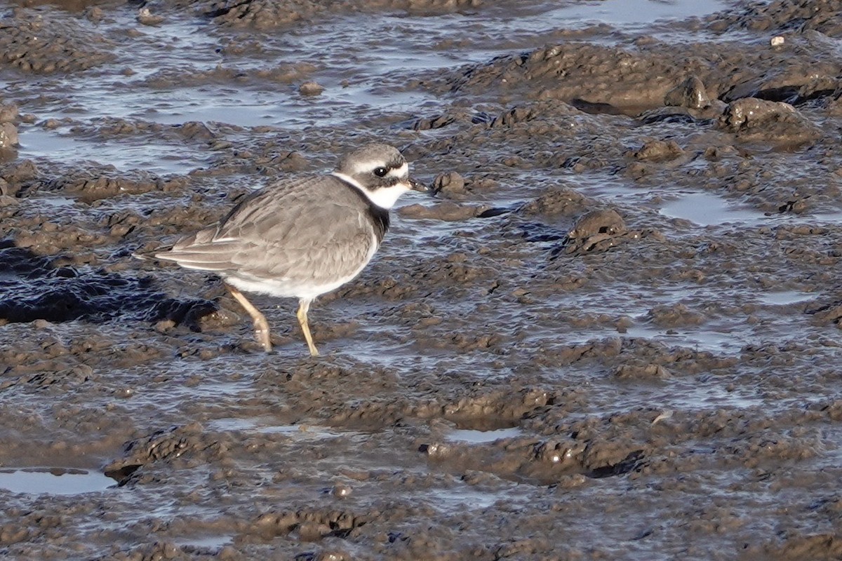 Common Ringed Plover - ML501112081