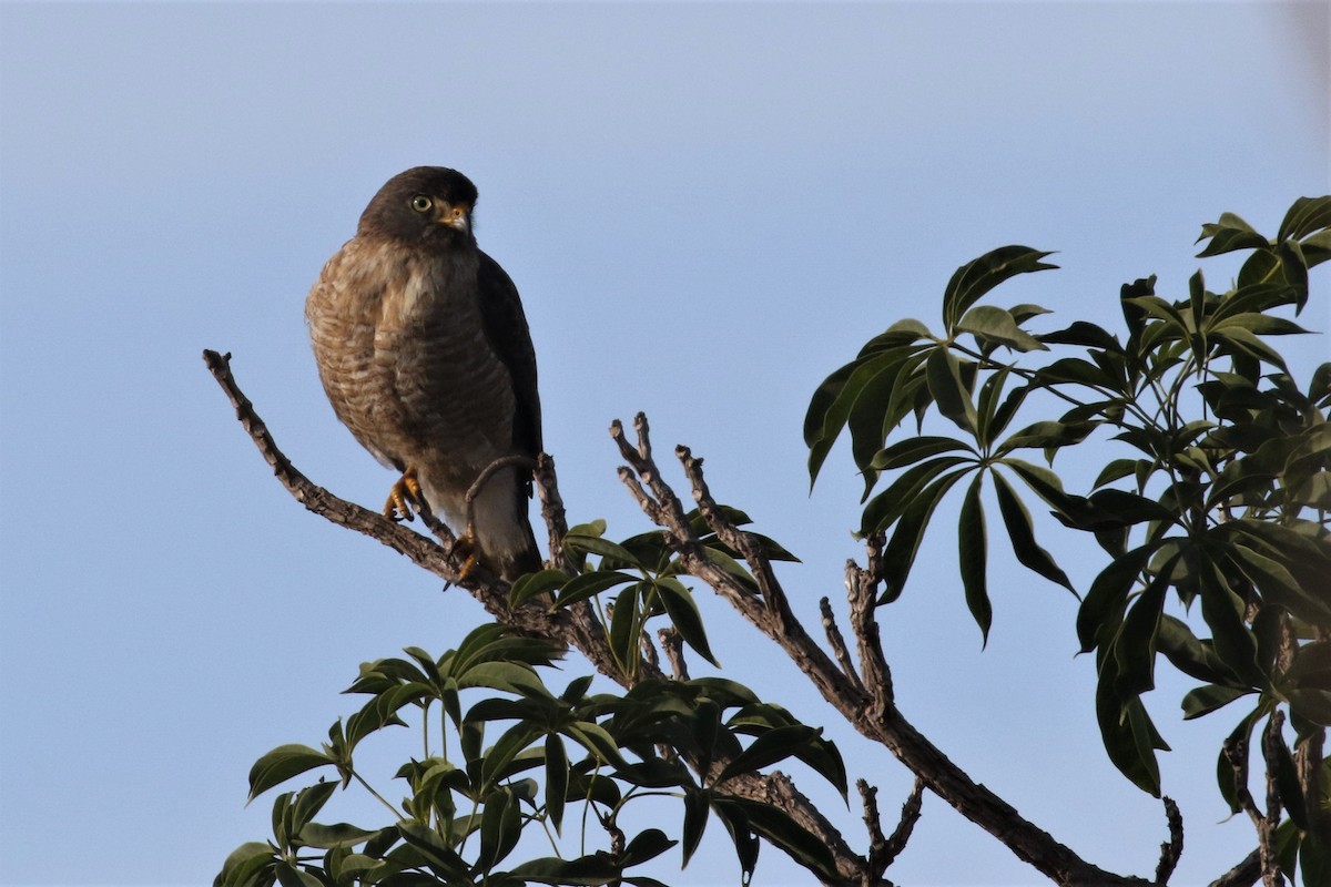 Roadside Hawk - Federico Schulz