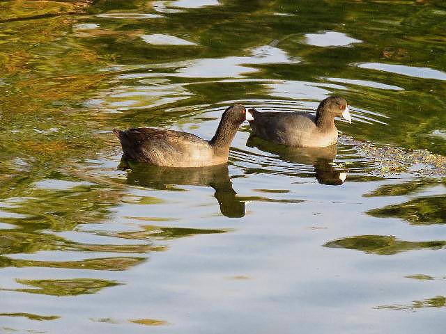 American Coot - ML50111301