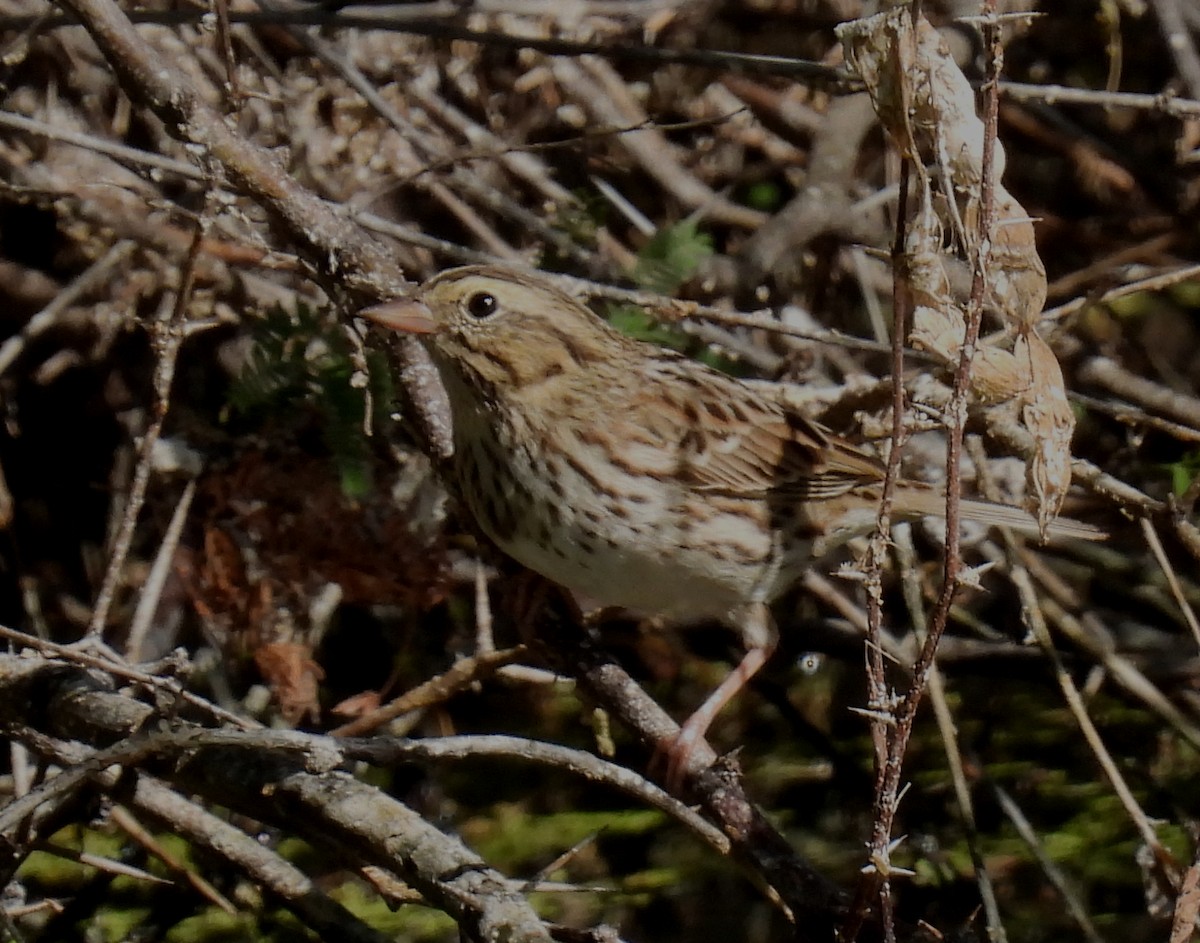 Savannah Sparrow - Mary Tannehill