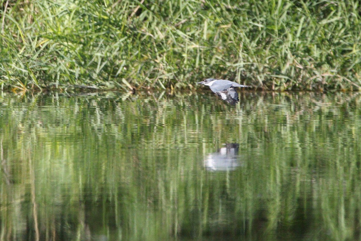 Belted Kingfisher - ML501115661