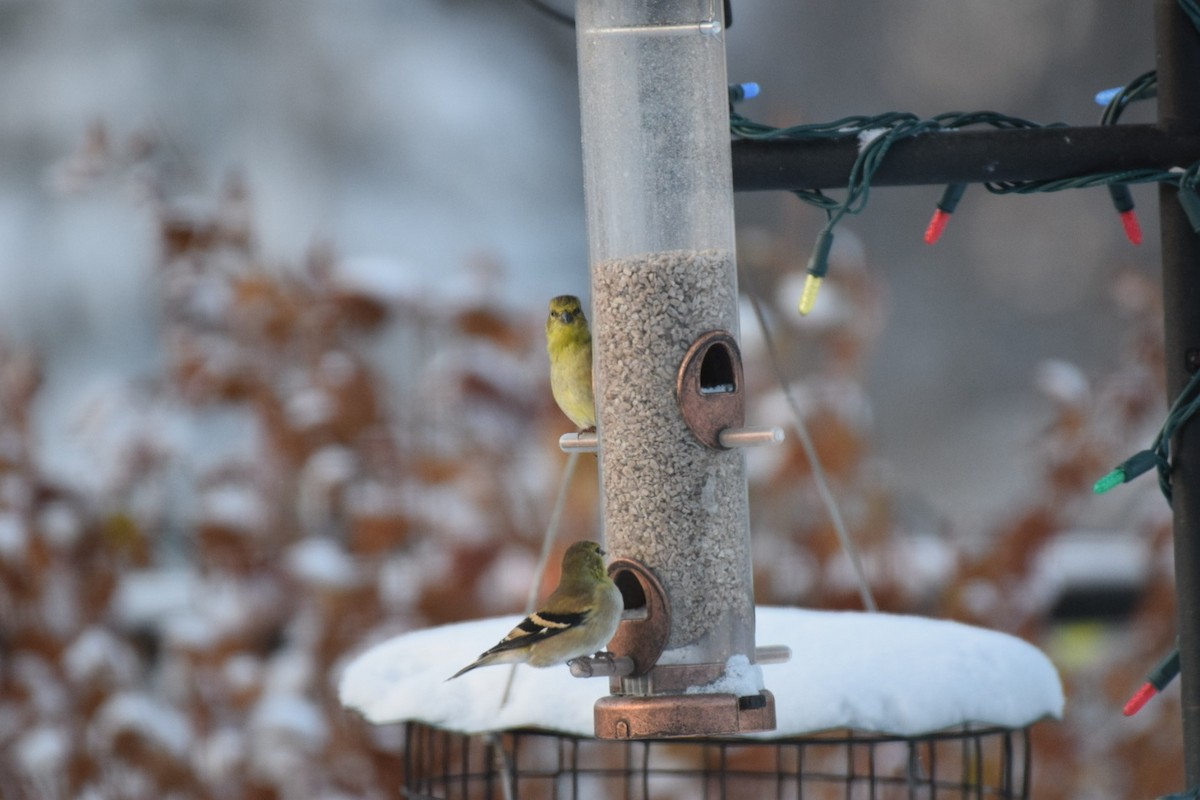 American Goldfinch - ML501116681