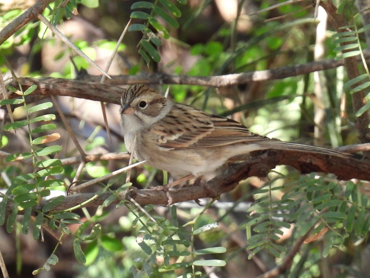 Clay-colored Sparrow - Mary Tannehill