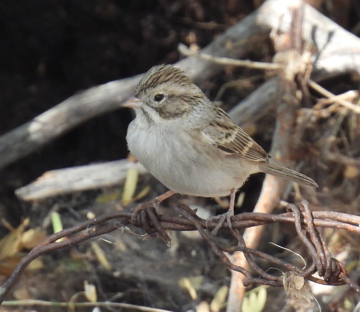 Brewer's Sparrow - Mary Tannehill