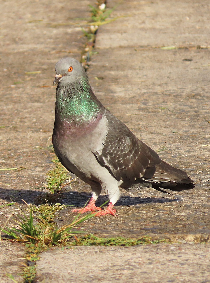 Pigeon biset (forme domestique) - ML501117571