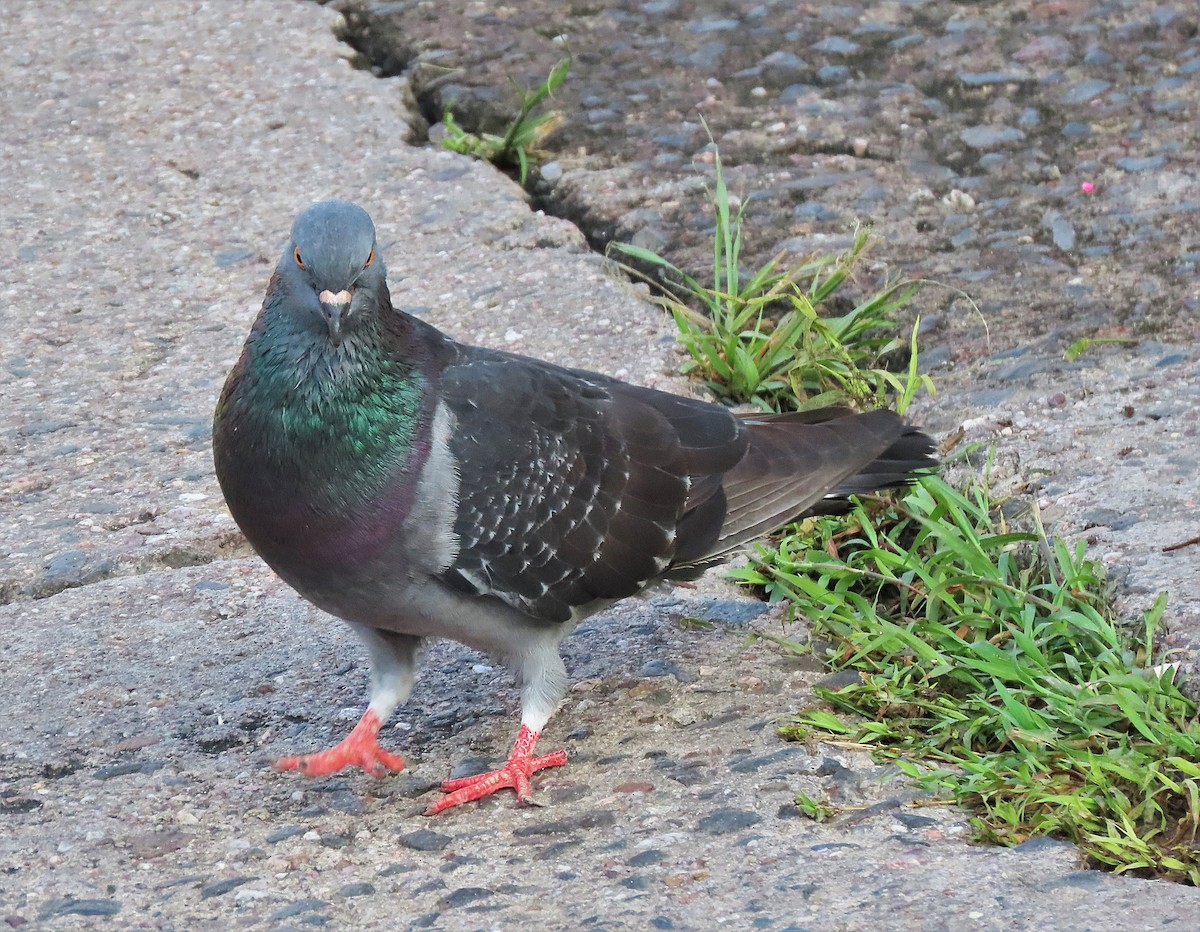 Rock Pigeon (Feral Pigeon) - ML501117581