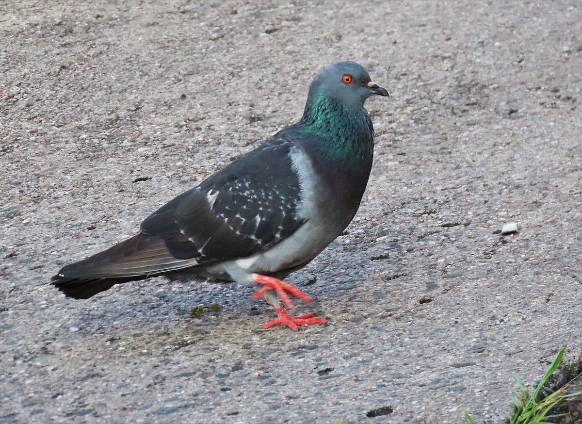 Rock Pigeon (Feral Pigeon) - ML501117631