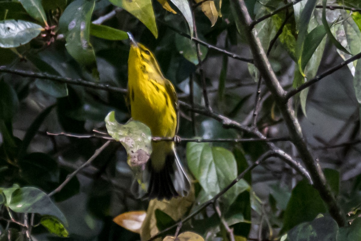 Prairie Warbler - Gabrielle Harrison