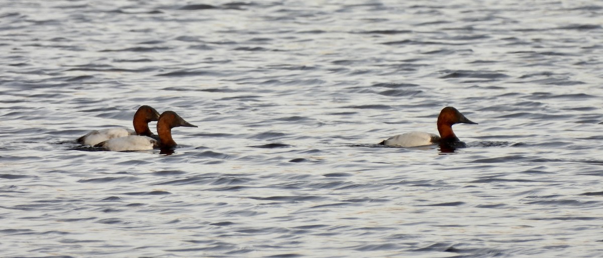 Canvasback - ML501118551